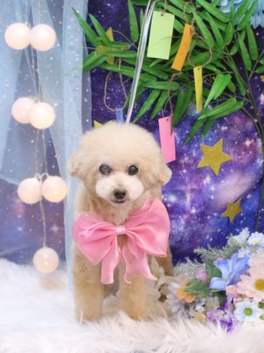 20250713HONEYちゃん